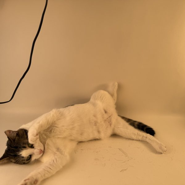Birdie Smash, Mark II (Cat) - Image 4