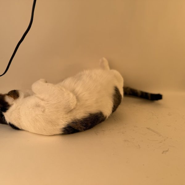 Birdie Smash, Mark II (Cat) - Image 7