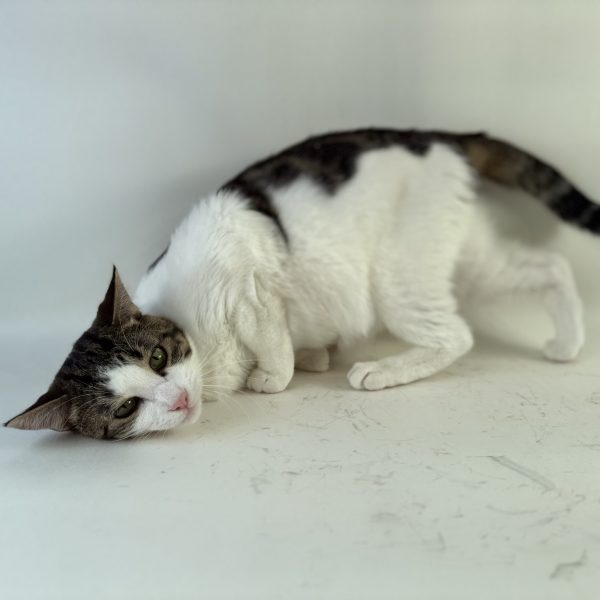 Birdie Smash, Mark II (Cat) - Image 6