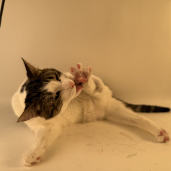 Birdie Smash, Mark II (Cat) - Image 3