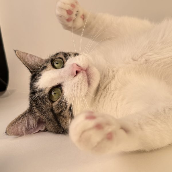Birdie Smash, Mark II (Cat) - Image 2