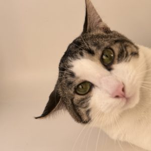 Birdie Smash, Mark II (Cat)
