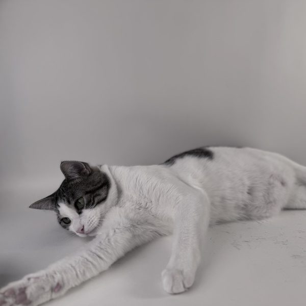 Birdie Smash, Mark II (Cat) - Image 5